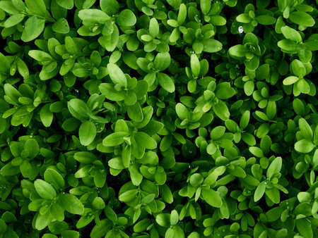 Background of fresh green leaves.の写真素材