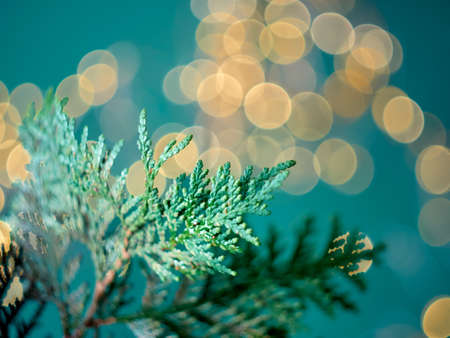 Christmas abstract bokeh background with branches of thuja. Christmas lights.の写真素材