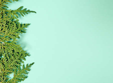 Christmas composition. Thuja tree branches. Christmas, winter, new year concept. Flat lay, top view, copy space.の写真素材