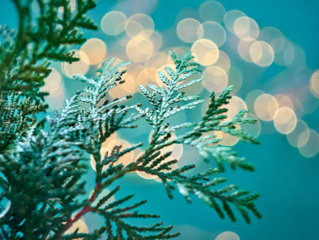 Christmas abstract bokeh background with branches of thuja. Christmas lights.