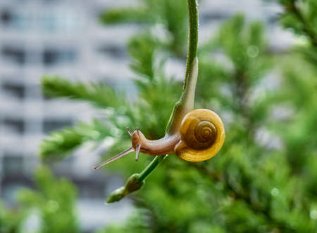 A slow grape snail crawls up the vine. Beautiful bokeh in the background.の写真素材