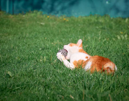 Kitten playing in the garden.の写真素材