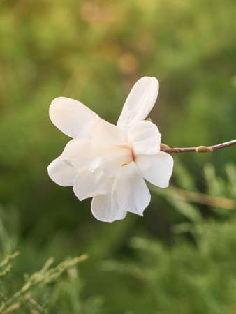 Magnolia flowers in spring time.の写真素材
