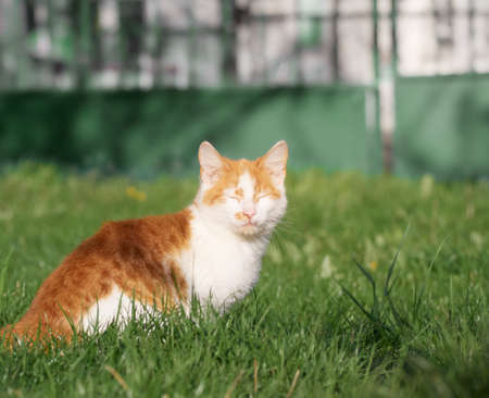 Kitten playing in the garden.の写真素材