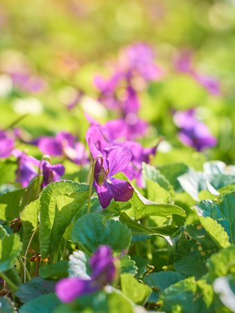 Violet flower blooming in spring park.の写真素材