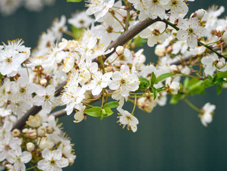 Blooming cherry plum in the garden.の写真素材