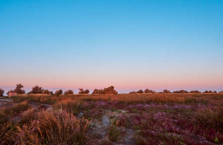 Warm landscape of dry wildflower and grass meadow on golden hour sunrise time.の写真素材