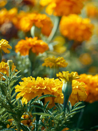 Tagetes erecta ornamental and medicinal plant with orange and yellow flowers.の写真素材