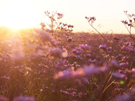 Flower meadow in sunrise at morning. selective focus.の写真素材