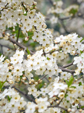 Blooming cherry plum in the garden.の写真素材