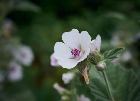 Wild flower Althaea officinalis in the garden.の写真素材