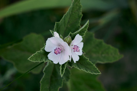 Wild flower Althaea officinalis in the garden.の写真素材