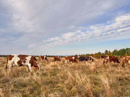 Cows grazing in natural pasture on a cloudy day.の写真素材