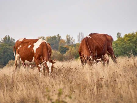 Cows grazing in natural pasture on a cloudy day.の写真素材