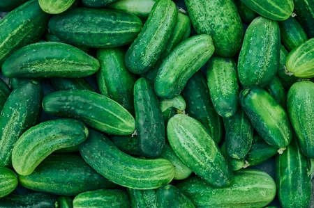 Close up of fresh organic green cucumbers.の写真素材