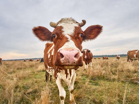 Funny cow looks at the camera.の写真素材