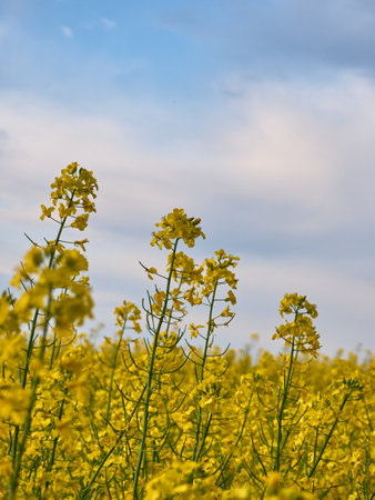 Scenic rural landscape with yellow rape. Yellow flower with blue sky.の写真素材