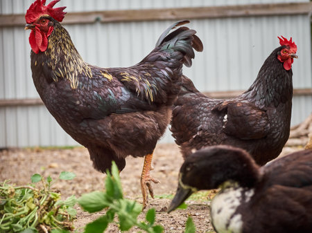 Free range chicken on a farm.の写真素材