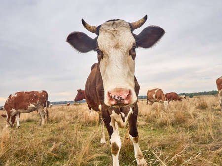 Funny cow looks at the camera.の写真素材