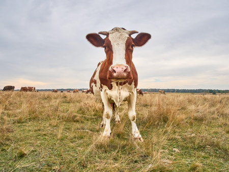 Funny cow looks at the camera.の写真素材