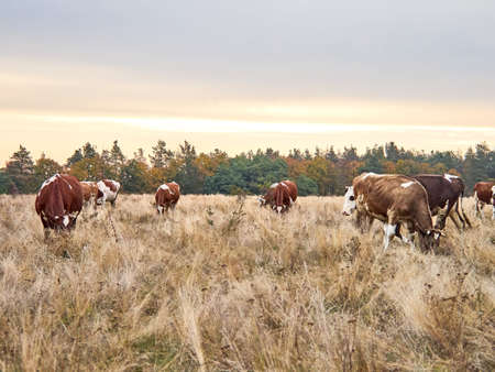 Cows grazing in natural pasture on a cloudy day.の写真素材