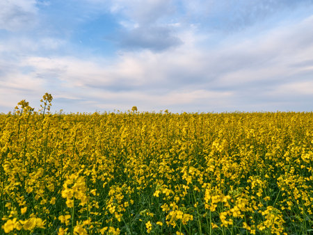Scenic rural landscape with yellow rape. Yellow flower with blue sky.の写真素材