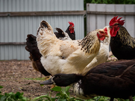 Free range chicken on a farm.の写真素材