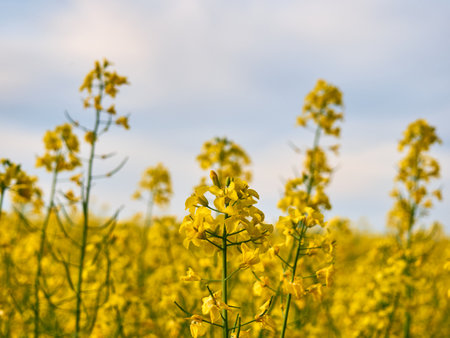 Scenic rural landscape with yellow rape. Yellow flower with blue sky.の写真素材