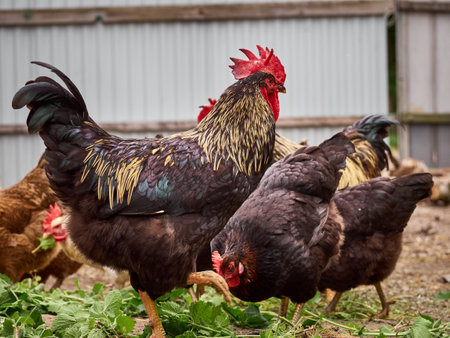 Free range chicken on a farm.の写真素材