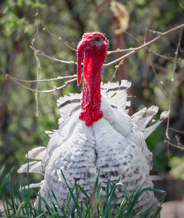Free range turkey on a farm.