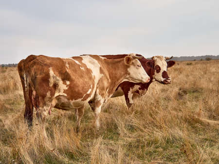 Cows grazing in natural pasture on a cloudy day.の写真素材