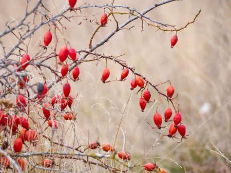 Rose hip on bush close-up.の写真素材