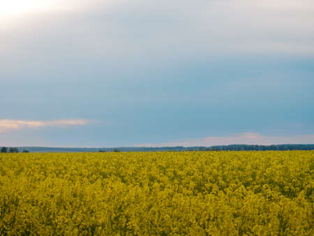 Scenic rural landscape with yellow rape. Yellow flower with blue sky.の写真素材