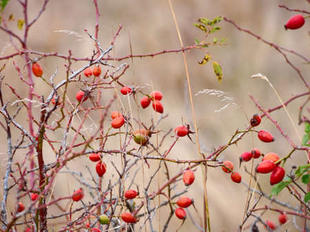 Rose hip on bush close-up.の写真素材