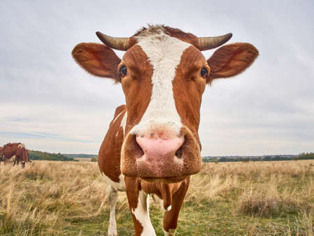 Funny cow looks at the camera.