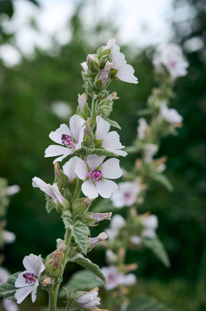 Wild flower Althaea officinalis in the garden.