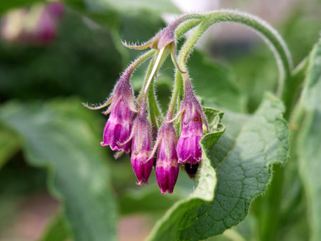Blossom of flowers comfrey Common Comfrey.の写真素材