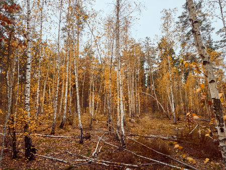Autumn forest with yellow birches.の写真素材