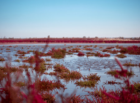 Field with red Salicornia europa. Odessa region, Ukraine.の写真素材