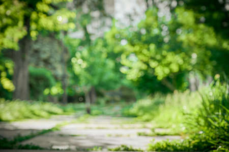 Natural blurred background with bokeh and sun light.の写真素材