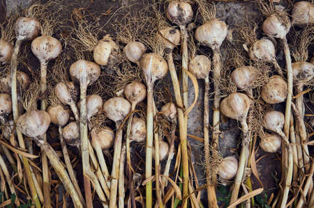 Vegetable background from organic garlic.の写真素材