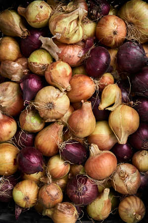 Vegetable background from organic onions.の写真素材
