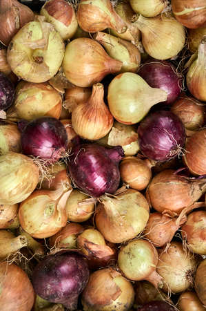 Vegetable background from organic onions.の写真素材