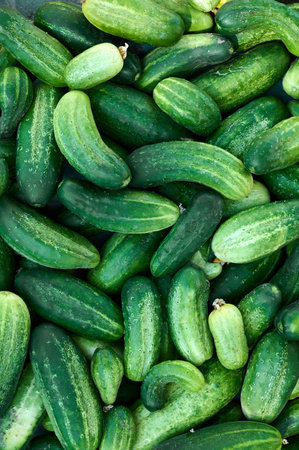 Close up of fresh organic green cucumbers.の写真素材