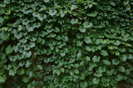 Background of fresh green leaves.の写真素材