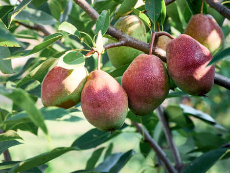 Organic pear in the summer garden.の写真素材