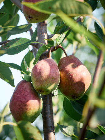 Organic pear in the summer garden.の写真素材