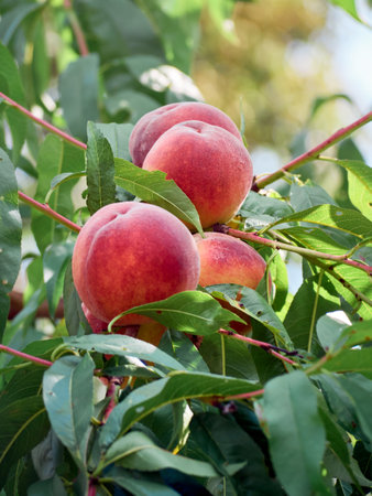 Organic peach in the summer garden.