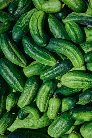 Close up of fresh organic green cucumbers.の写真素材