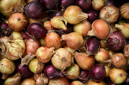 Vegetable background from organic onions.の写真素材